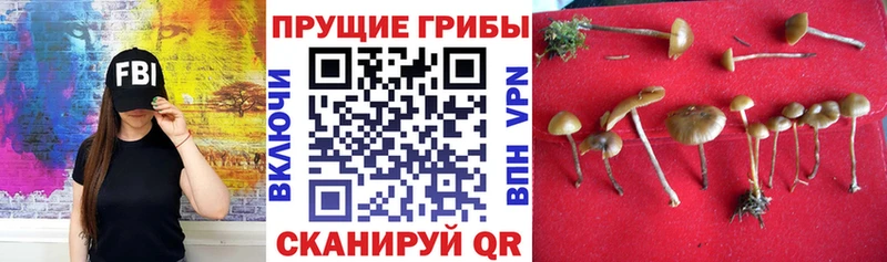 Псилоцибиновые грибы Magic Shrooms  цена наркотик  Трубчевск 